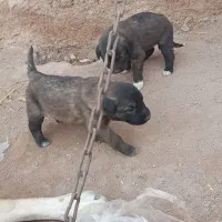 سگ   جنس پله