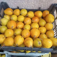 فروش گلابی شیروان