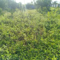 علفتراشی،قطع درختان،سمپاشی