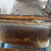 عسل کوهی صد درصد طبیعی