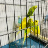 مرغ عشق|پرنده|دوگنبدان, |دیوار