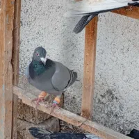 چند عدد کفتر ارزون