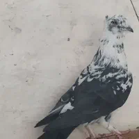 کبوتر پلاکی فروشی