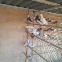 کبوتر پرشی|پرنده|پاکدشت, پارچین|دیوار