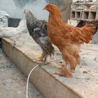 مرغ و خروس سلطان زینتی|حیوانات مزرعه|شیراز, پودنک|دیوار