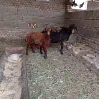 2راس گوسفند بره دار بره یکیش نر جفت 38