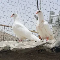کبوتر جوجه سفید