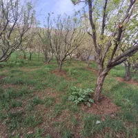فروش-زمین-چشمه-اعلا