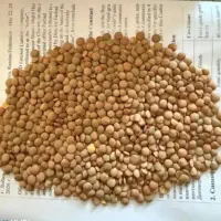 عدس سورت شده روس