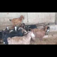 بز وکهره داشتی|حیوانات مزرعه|مرودشت, رودبال|دیوار