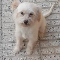 پاپی با ادب|سگ|فارسان, |دیوار