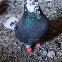 جفت قارایی دم سفید|پرنده|شهرکرد, |دیوار