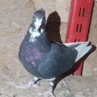 سیاه پلنگ