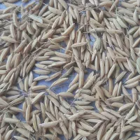 جوی هاشمی اصیل و عطری