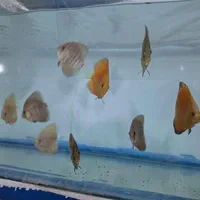 ماهی دیسکس|ماهی|یزد, |دیوار