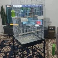 مرغ مینا درجه یک|پرنده|شیراز, شهرک گلستان|دیوار