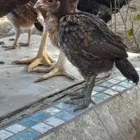 جوجه لاری و محلی