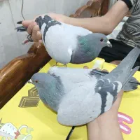 کبوتر پلاکی ذات دار