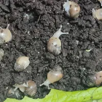 جوجه حلزون|خزنده|نظرآباد, رسالت|دیوار