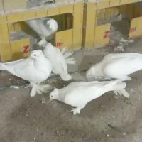 فروش کبوتر راعبی سفید|پرنده|اصفهان, قهجاورستان|دیوار