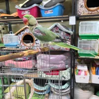 شاه طوطی نر بالغ دستی|پرنده|کرج, فاز ۳ گوهردشت|دیوار