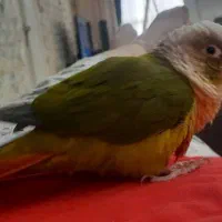 گمشده پرنده