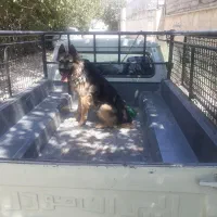 سگ ژرمن|سگ|تهران, تهرانسر شرقی|دیوار