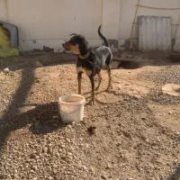 سگ دوبرمن|سگ|مهدی شهر, |دیوار