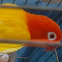 چندعددکوتوله نروماده فیشرطلایی ولوتینواپلاین ماده