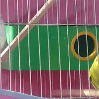 یه جفت مرغ عشق