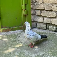 کبوتر ماده ککل دم سیاه