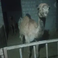 دامداری-جاده-باقرآباد-بافق