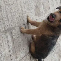 سگ بردرتریر