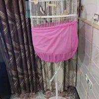 عروس هلندی|پرنده|قم, ولیعصر|دیوار