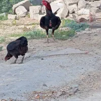 خوروس
