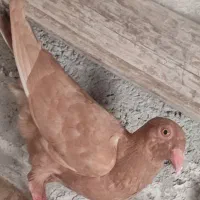 جوجه پلاکی