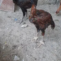 مرغ و خروس لاری اصل