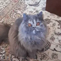 گربه پرشین|گربه|کیش, |دیوار