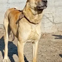 روستای قلجچی