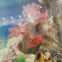 آکواریوم|ماهی|سنندج, |دیوار