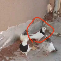 کبوتر طوقی کاکلی ماده معاوضه و فروش