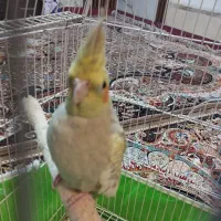 عروس هلندی گل باقلی نر|پرنده|فردیس, سپید دشت|دیوار