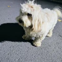 واگزاری سگ شیتزو تریر