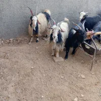 فروش 6جفت بز درجه یک
