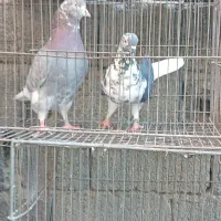 کبوتر سرور.و یجفت ساعت بالا|پرنده|وحیدیه, |دیوار