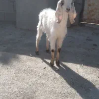 بزغاله نره|حیوانات مزرعه|بجنورد, |دیوار