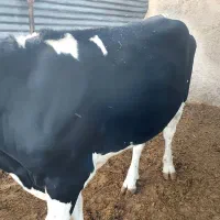 ۱راس گوساله نر
