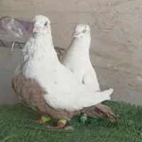 کبوتر