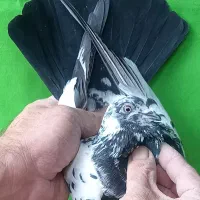 ۵طوق قاره یک فقط یکجا|پرنده|تهران, مولوی|دیوار