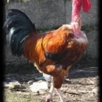 خروس مل روت